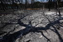 INCENDIOS EN GRECIA