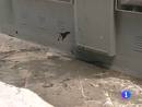 Ir al Video&nbsp;Un indigente est&aacute; muy grave tras ser agredido