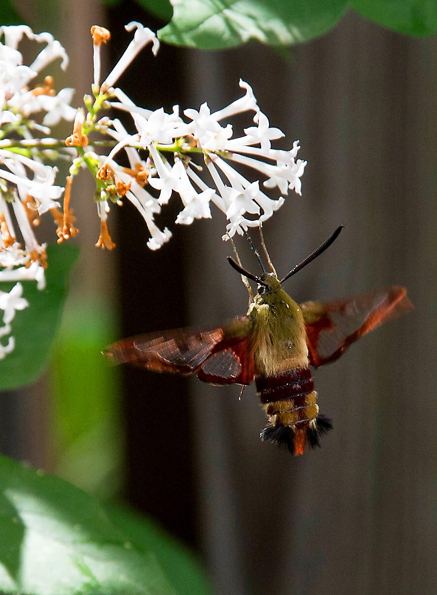El insecto que quer&iacute;a ser un colibr&iacute;