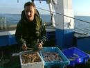 Ir al Video&nbsp;Inspecciones de control de pescados que no cumplen las tallas m&iacute;nimas