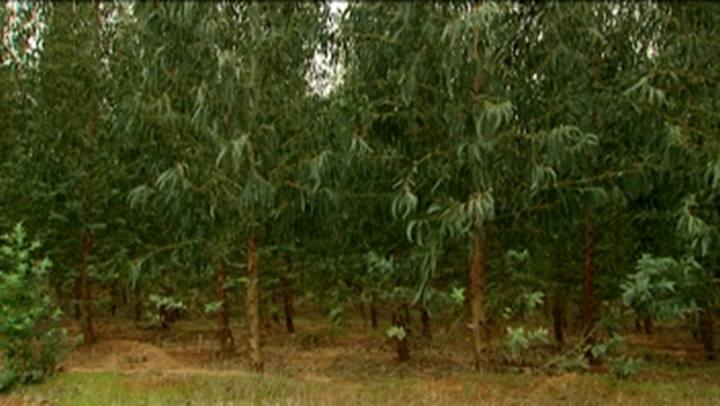 Integrar los cultivos de eucalipto en el bosque mediterráneo Integrar los cultivos de eucalipto en el bosque mediterráneo