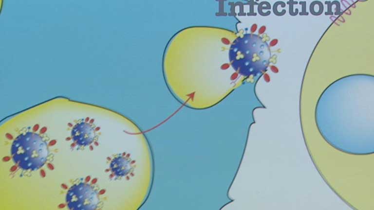 Un equipo de investigadores del sida encuentra la principal vía de entrada del virus en el sistema inmunológico