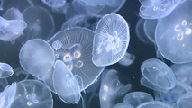 Ir al Video&nbsp;Investigadores del proyecto MedSea encuentran grandes concentraciones de medusas en altamar