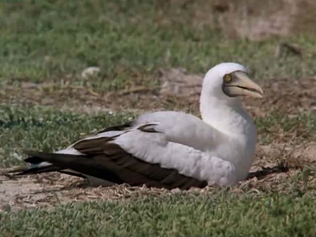 El hombre y la tierra - La isla de los alcatraces