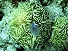 El coral en cuesti&oacute;n es el Fungia Scruposa, compuesto de un gran p&oacute;lipo de unos treinta cent&iacute;metros de di&aacute;metro . Sus 'v&iacute;ctimas' son medusas comunes consideradas hasta ahora alimento s&oacute;lo de predadores como peces o tortugas.