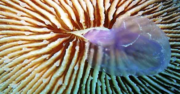 Es el primer tipo de coral que se alimenta de medusas de su mismo tama&ntilde;o, en un ejemplo de ventaja evolutiva en un medio afectado por el calentamiento global.
