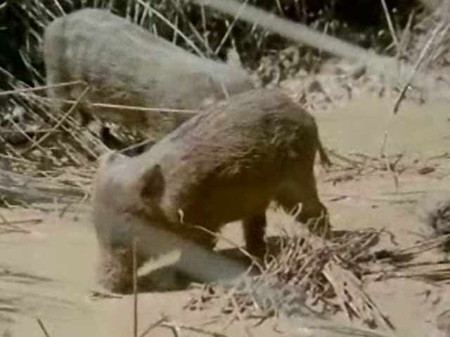 El hombre y la tierra - El jabal&iacute; - Primera parte