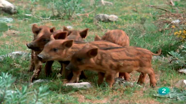 El hombre y la Tierra (Fauna ib&eacute;rica) - El jabal&iacute;, 2