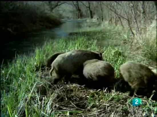 El hombre y la tierra - El jabal&iacute; y el lobo. Enemigos naturales