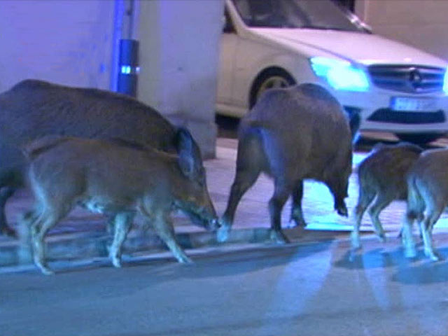Una familia de jabal&iacute;es se pasea por el centro de Barcelona