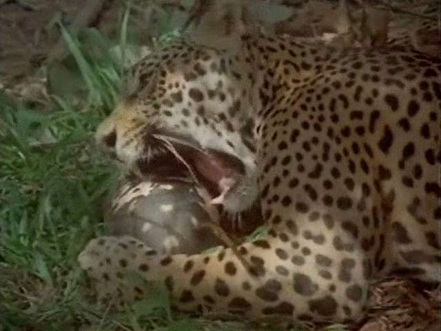 El hombre y la tierra - El Jaguar, el rey de la selva venezolana