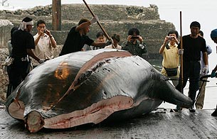Ver v&iacute;deo  'Jap&oacute;n contin&uacute;a cazando ballenas'