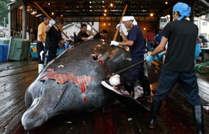 Ver v&iacute;deo  'Jap&oacute;n inicia la temporada de caza de ballenas'