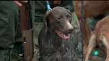 Video: Jara y sedal - Campeonato de Espa&ntilde;a 011, Caza Menor con Perro