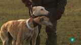 Video: Jara y sedal - LXXV Campeonato de Espa&ntilde;a de galgos