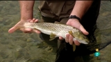 Video: Jara y sedal - La pesca del reo con mosca
