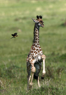 Una jirafa y un p&aacute;jaro en una reserva africana