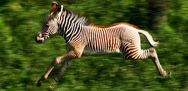 Una joven cebra corriendo en un parque nacional