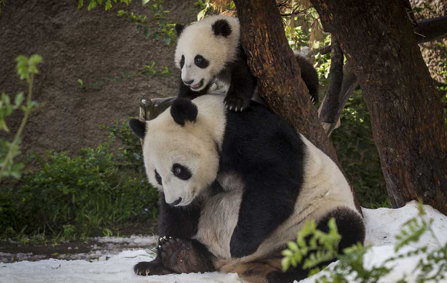 El joven oso panda que conoció la nieve