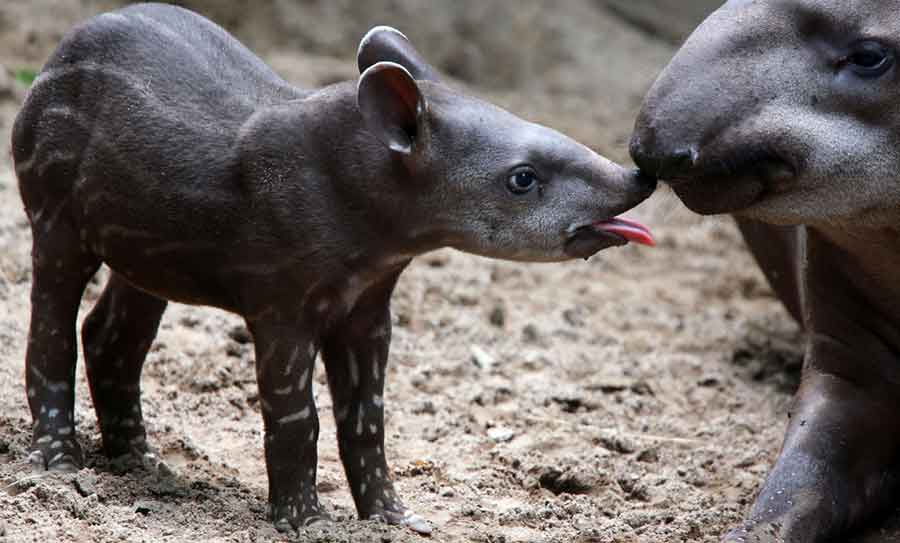 Joven tapir