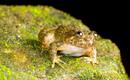 Este ejemplar de Nyctibatrachus sanctipalustris es una de las 12 nuevas especies de ranas nocturnas descubiertas en la India
