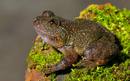 Hac&iacute;a casi un siglo,91 a&ntilde;os, que no se ve&iacute;a alguna de estas especies de ranas como el caso de la Nyctibatrachus danieli