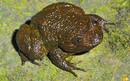 Las ranas viven cerca de los r&aacute;pidos de los r&iacute;os y se reproducen en las zonas boscosas y h&uacute;medas de los Gaths occidentales de la India