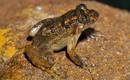 Estas ranas, del g&eacute;nero Nyctibatrachus, son una de las familias m&aacute;s antiguas de la especie