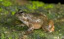 La zona donde han sido localizadas, los Gaths occidentales, est&aacute;n consideradas como uno de los puntos calientes de la biodiversidad del planeta