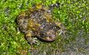 Las han bautizado como ranas noturnas por sus h&aacute;bitos y su color oscuro, como la Nyctibatrachus deveni