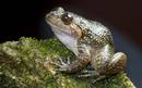 Las ranas nocturnas son un grupo end&eacute;mico de la India
