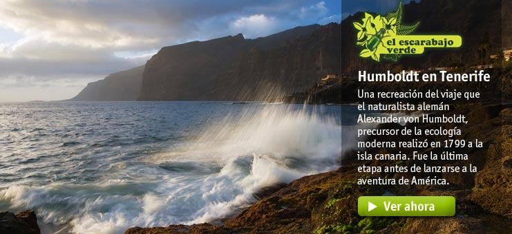 Imagen El escarabajo verde - Humbold en Tenerife