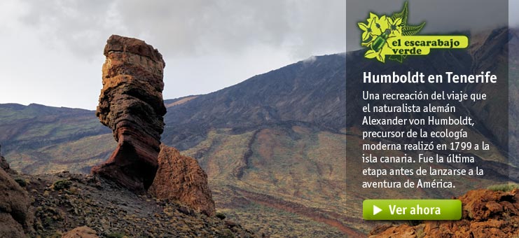 Imagen El escarabajo verde - Humbold en Tenerife