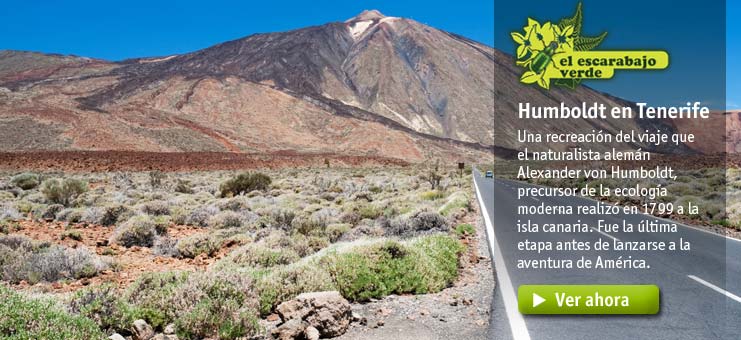 Imagen El escarabajo verde - Humbold en Tenerife