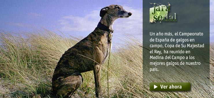 Imagen Jara y sedal - LXXV Campeonato de Espa&ntilde;a de galgos