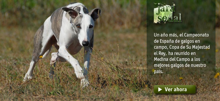 Imagen Jara y sedal - LXXV Campeonato de Espa&ntilde;a de galgos
