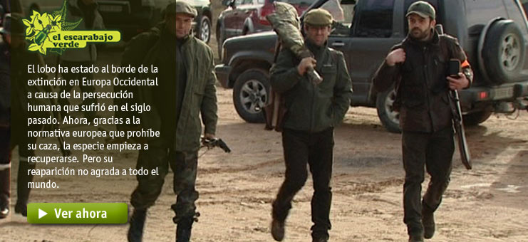 Imagen El escarabajo verde - El lamento del lobo