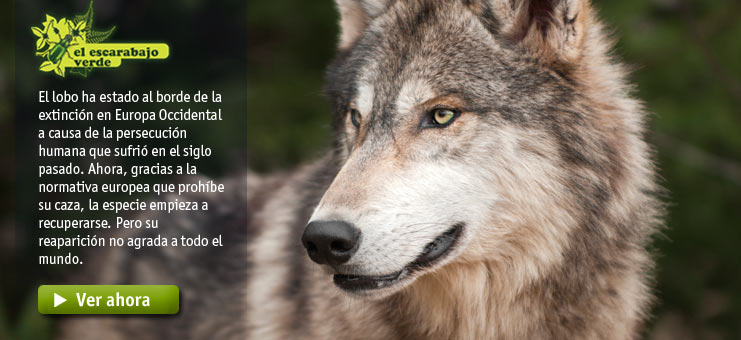 Imagen El escarabajo verde - El lamento del lobo