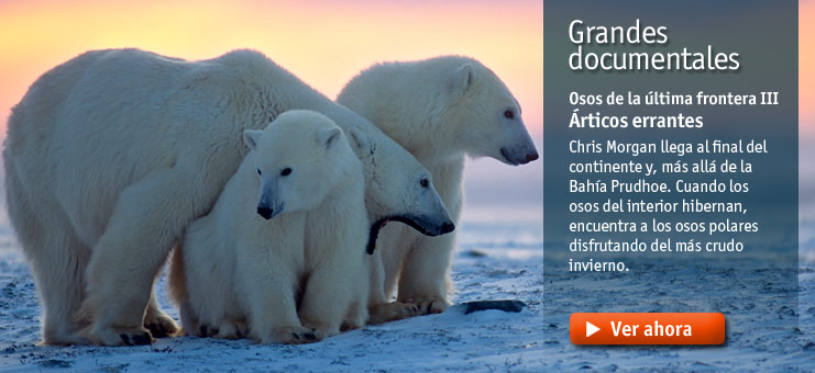 Imagen Grandes documentales - Osos de la &uacute;ltima frontera: &Aacute;rticos errantes