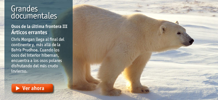 Imagen Grandes documentales - Osos de la &uacute;ltima frontera: &Aacute;rticos errantes