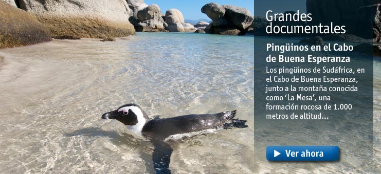 Imagen Grandes documentales - Ping&uuml;inos en el Cabo de Buena Esperanza