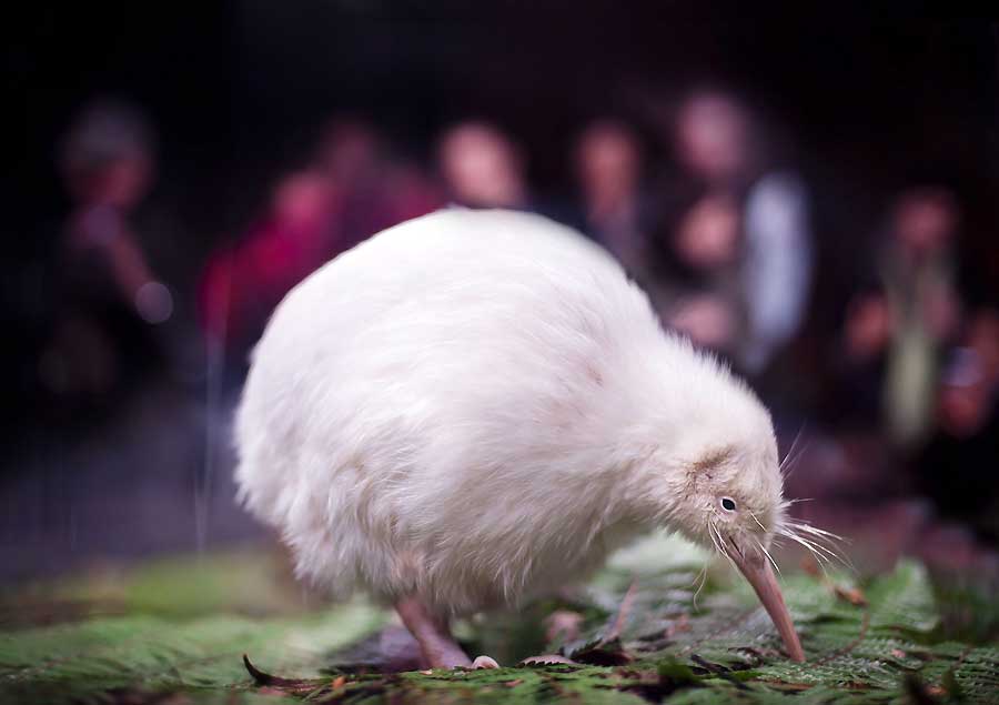 El kiwi albino pasa por quirófano