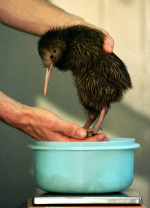 Un kiwi de tres semanas nacido en cautividad