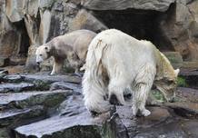 KNUT CONOCE A GIANNA EN EL ZOO DE BERLÍN KNUT CONOCE A GIANNA EN EL ZOO DE BERLÍN