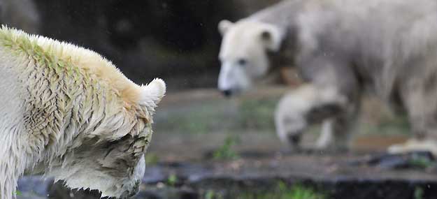 KNUT CONOCE A GIANNA EN EL ZOO DE BERL&Iacute;N