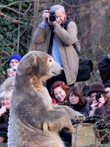 Knut es fotografiado por los visitantes del zoo de Berl&iacute;n, Alemania.