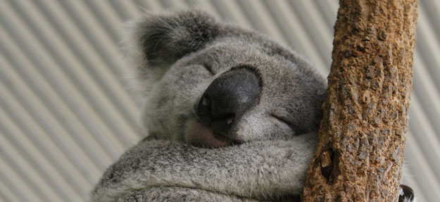 El koala a diferencia de otros marsupiales arbor&iacute;colas o tiene cola. Sin embargo, tiene un excelente sentido del equilibrio, lo que le permite dormir tranquilamente en los &aacute;rboles.
