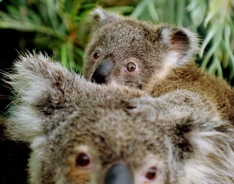 Koalas en cautividad