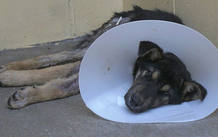 Kolmi fue abandonado en la carretera. Desnutrido, deshidratado y malherido lleg&oacute; hasta un centro de protecci&oacute;n animal.