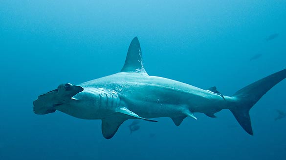 La cabeza del tibur&oacute;n martillo le confiere una visi&oacute;n estereosc&oacute;pica hacia delante y hacia atr&aacute;s y una excelente percepci&oacute;n de las profundidades.